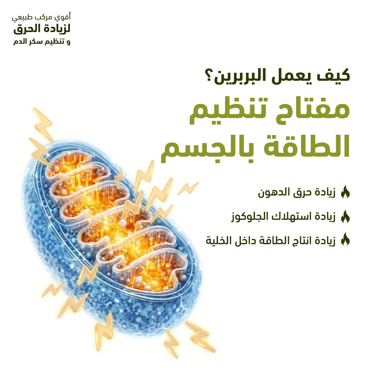 سينسلاب بربرين 500 ملجم 30 كبسولة